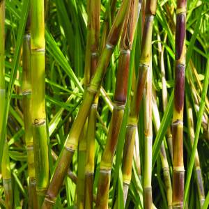 Cane - Landscape