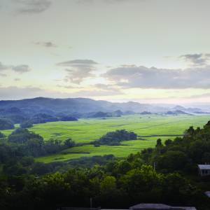 Appleton Estate - landscape